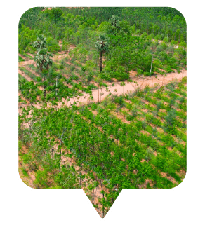 Own a luxury farm plot today - sandalwood plantation plots for sale 